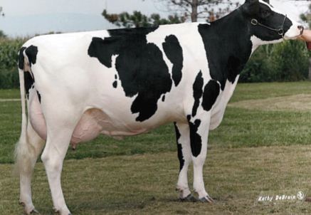 <p>DAIRY CATTLE BREEDS: what is the breed, origin, size, milk, and milk fat?</p>