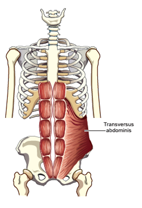 <p><span style="font-family: Century Gothic">Transversus Abdominus</span></p>