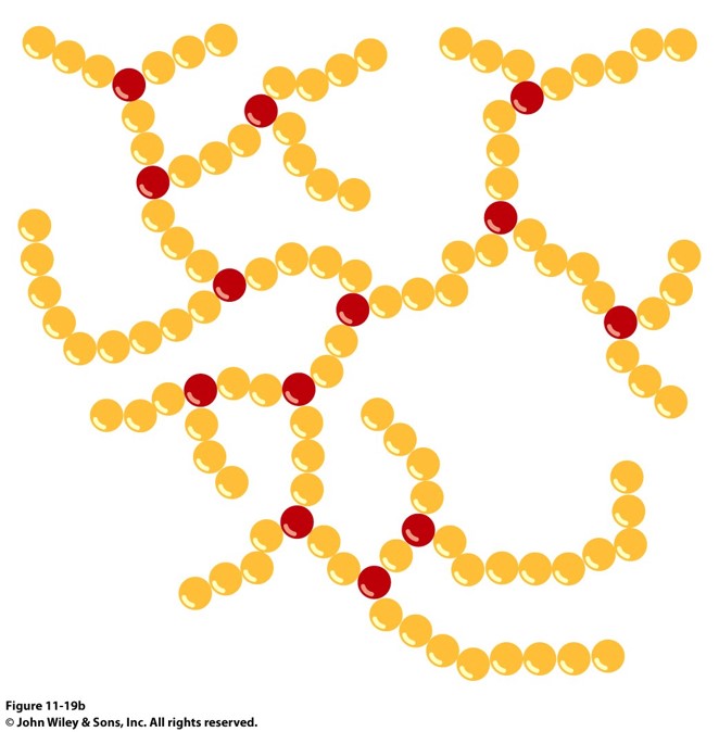 amylopectin