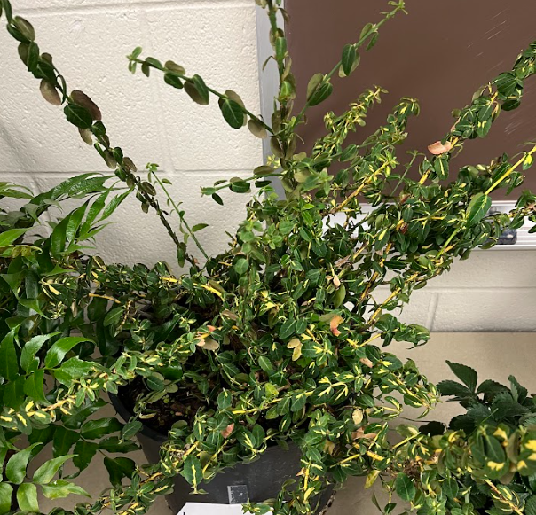 <ul><li><p>very small foliage</p></li><li><p>bring flies (pollinator)</p></li><li><p>flower is more prized than the seed pod</p></li></ul><p></p>