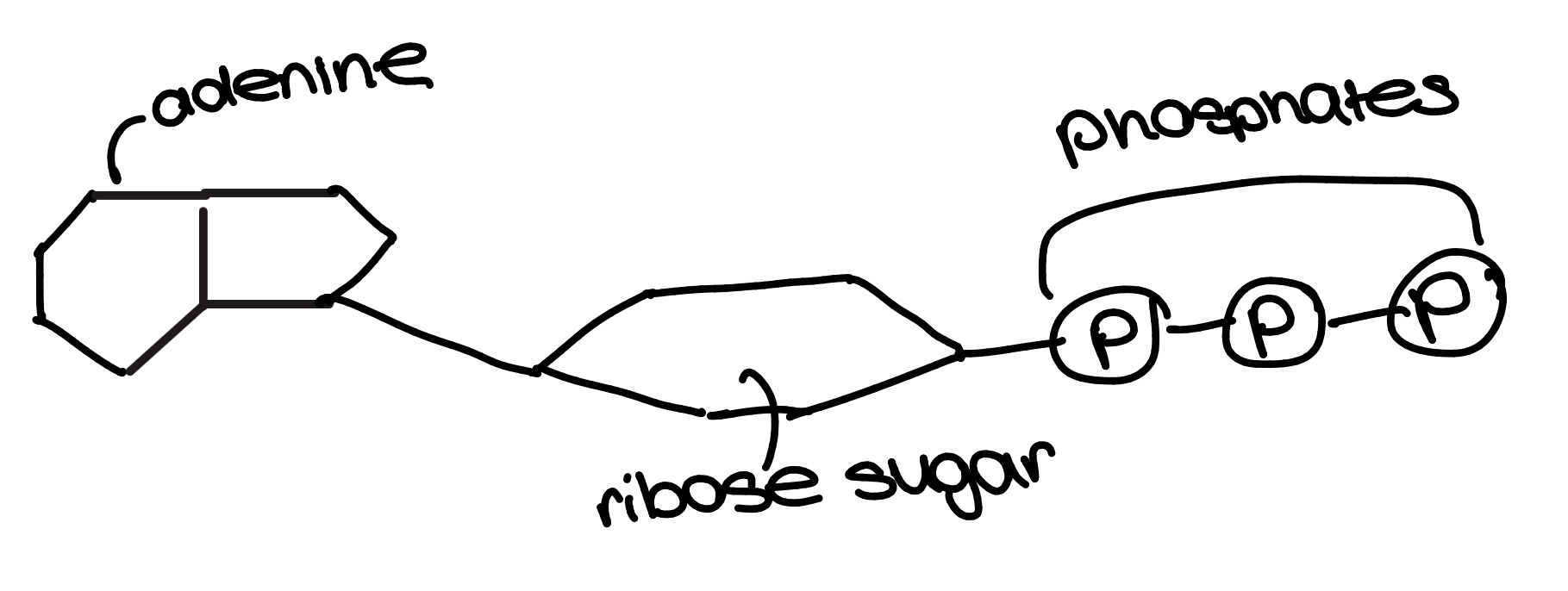 <ul><li><p>energy is stored in the bonds between phosphates and released when they are hydrolysed</p></li><li><p>phosphates that have been separated from ATP can be added to other molecules to make them more reactive(phosphorylating) Dephosphorylation is the opposite</p></li><li><p>ATP is hydrolysed w ATP hydrolase, and synthesised from ADP by ATP synthisase</p></li></ul><p></p>