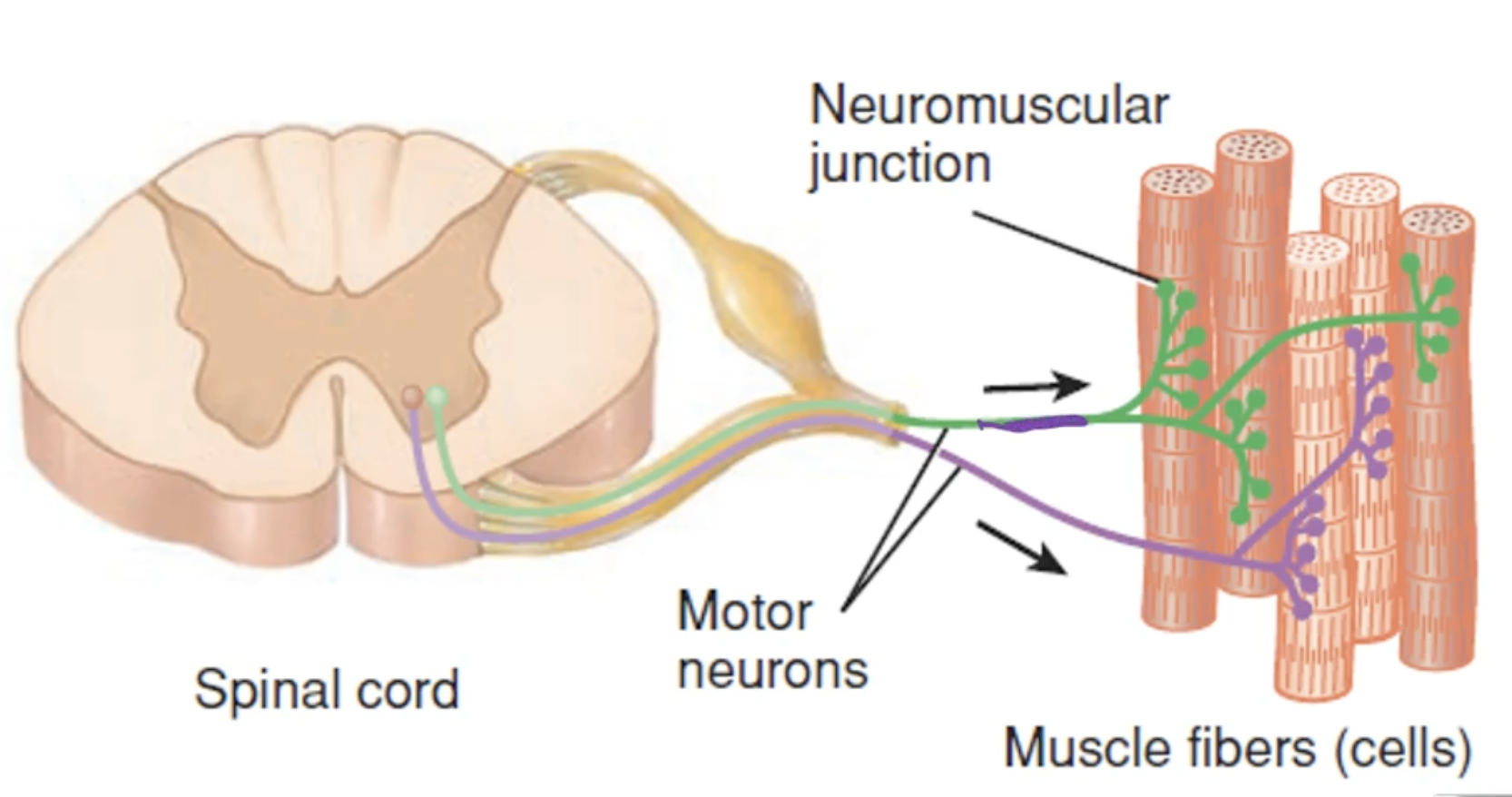 <p>-Somatic motor neuron with all the muscle fibres it supplies</p><p>-If 1 motor neuron is stimulated than all of the muscles fibres will contract </p><p>-All or none principle either all muscle fibres are stimulated or none of them</p>