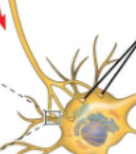 <p>Synapse</p>