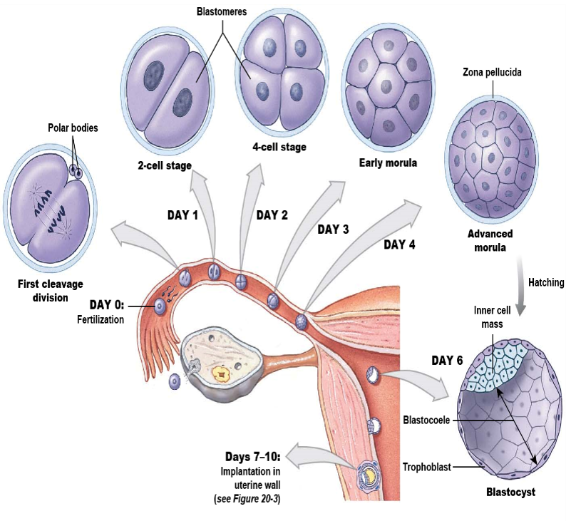 <p><mark data-color="red">First trimester: cleavage</mark></p><p>Can you label, describe and explain what this diagram is/shows?</p>