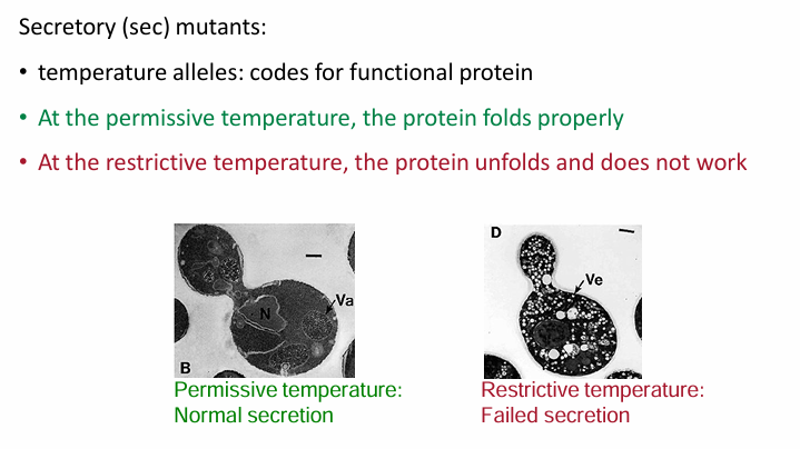 <ul><li><p>Generated random mutations in yeast genome </p></li><li><p>They looked for temp-sensitive mutations than failed to secrete invertase in restrictive temps&nbsp;</p><ul><li><p>The mutations code for proteins folding normally at permissive temp but not in restrictive temp&nbsp;</p></li></ul></li><li><p>A restrictive temperature shift will reveal defect in transport (invertase will accumulate in vesicles)&nbsp;</p></li><li><p>Each gene mutation was called a<em> sec mutant</em>&nbsp;(secretory mutant)&nbsp;</p></li><li><p>They were named by number given the place of mutation&nbsp;</p><ul><li><p>Ex. Sec61 (translocon protein)&nbsp;</p></li></ul></li></ul><p></p>