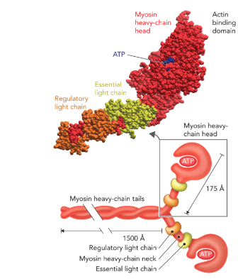 <p><strong>Q:</strong> What does Figure 6.62 show about the myosin complex?</p>