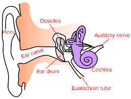 <p>outer ear to middle ear - length/shape enhances sounds between 2000 and 6000 Hz</p>