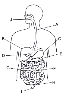 <p>Identify the structures of the digestive system</p>