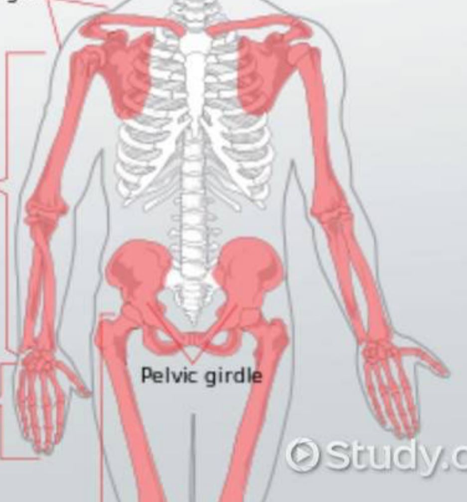 <p>A part of the skeleton which consists of appendages.</p>