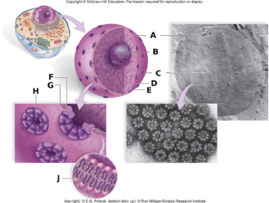 <p><span>In the above diagram,&nbsp;the label A represents</span></p><p><span>&nbsp;</span></p><p><span>A. the nuclear envelope.</span></p><p><span>B. the nucleolus.</span></p><p><span>C. a nuclear pore.</span></p><p><span>D. cytoplasm.</span></p><p><span>E. nucleoplasm.</span></p>