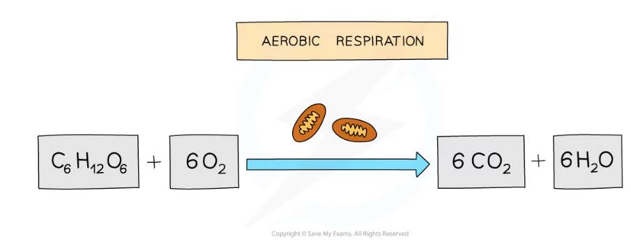 <ul><li><p>aerobic respiration requires oxygen</p></li><li><p>it is the complete breakdown of glucose</p></li><li><p>to release a relatively large amount of energy</p></li><li><p>for use in cell processes and reactions</p></li><li><p>carbon dioxide and water are produced as waste products</p></li></ul><p></p>