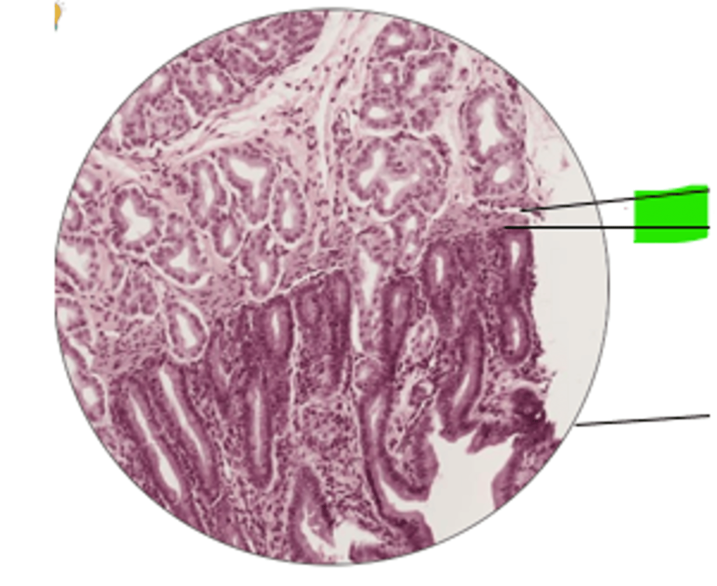<p>name region and organ</p>