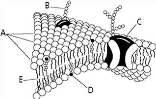 What would happen to the structure in figure 7-4 if part D is completely removed?