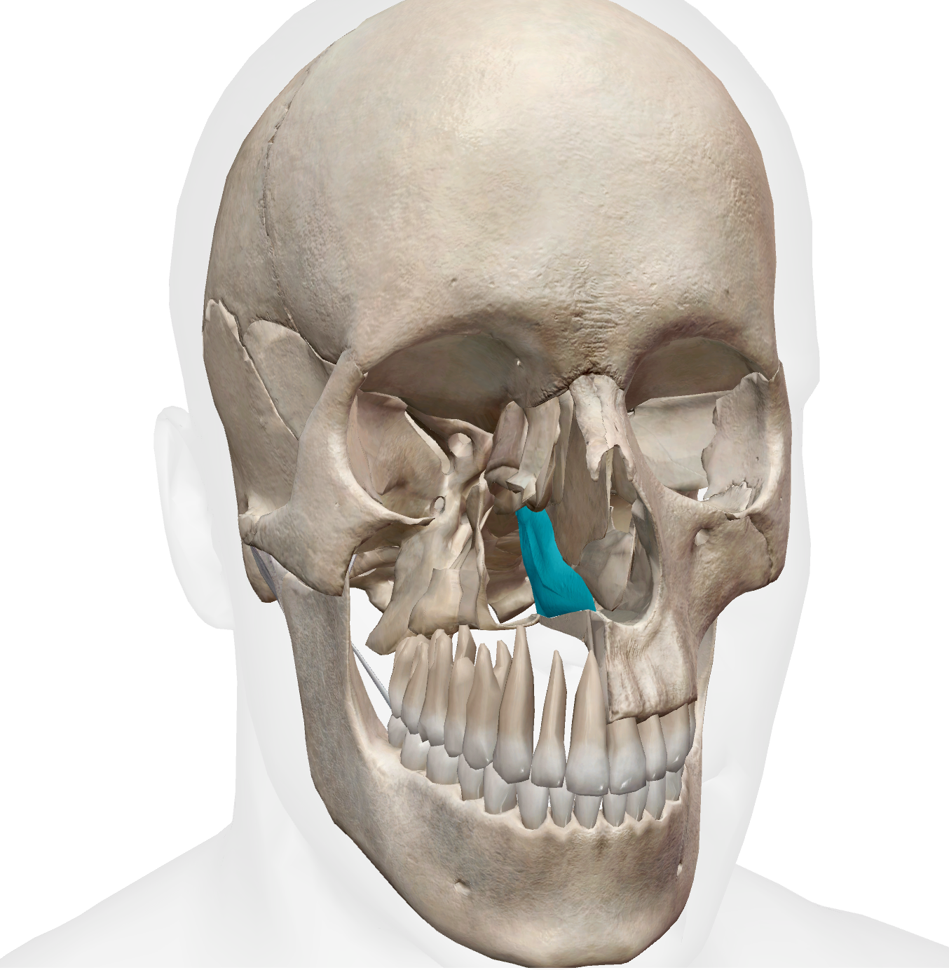 <p>super skinny fin like bone </p>