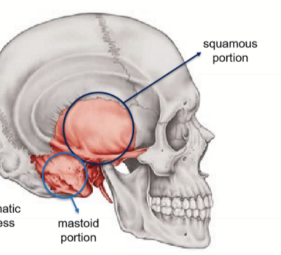 <ul><li><p>squamous portion</p></li><li><p>mastoid portion</p></li></ul><p></p>