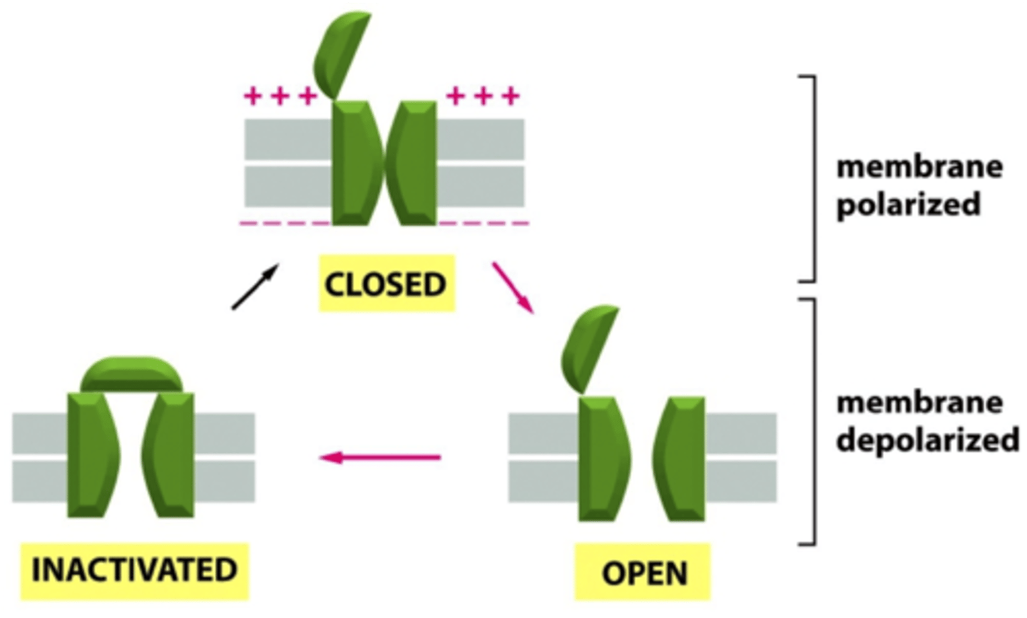 <p>- open or close in response to changes in membrane potential</p><p>- characteristics of areas of excitable cell membranes (ie those that can generate and propagate action potential)</p>