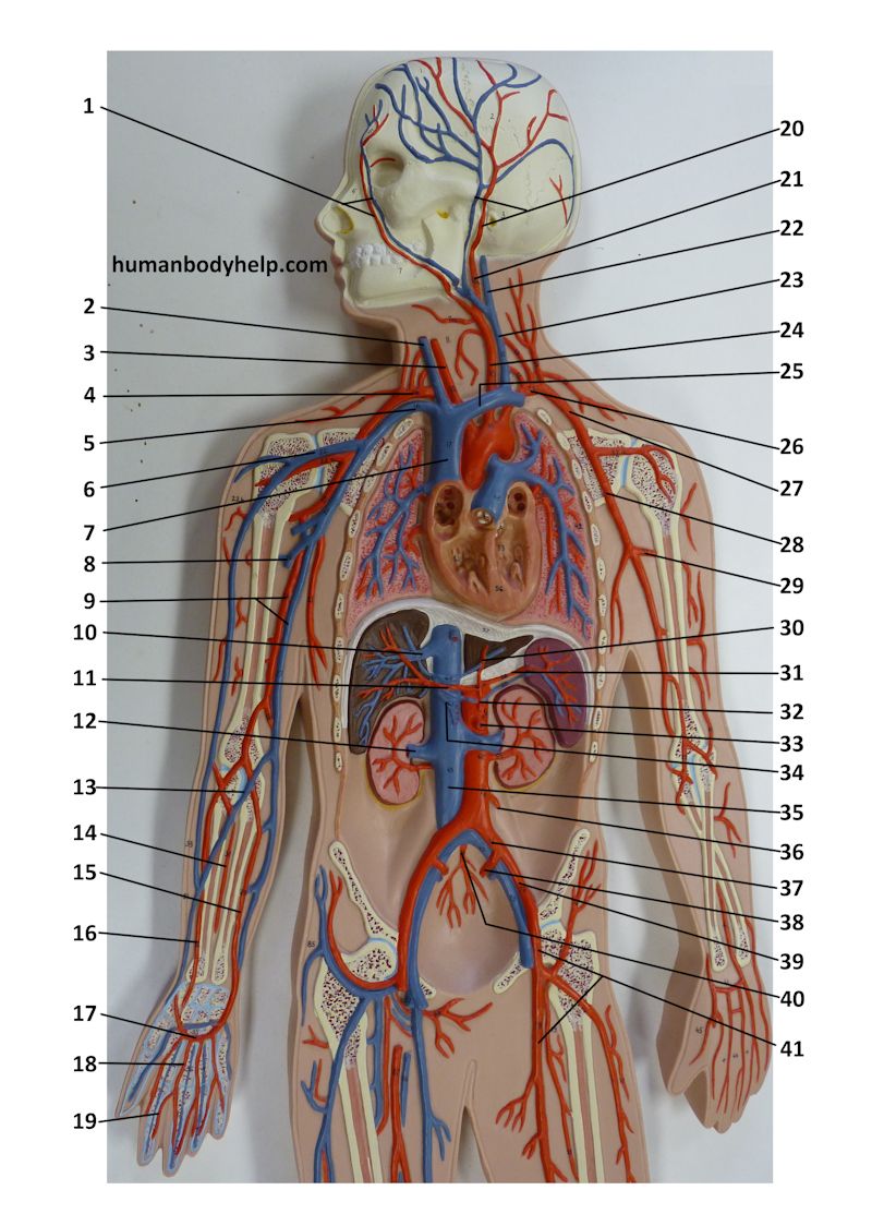 name vein next to brachial