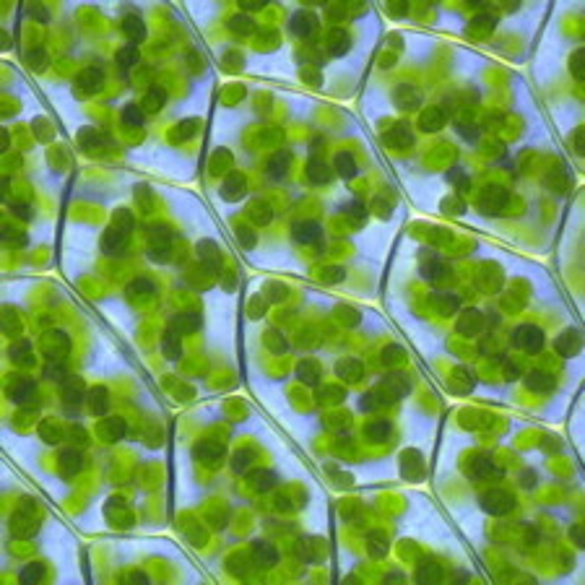 <p>Green pigment in plants that absorbs light energy used to carry out photosynthesis</p>