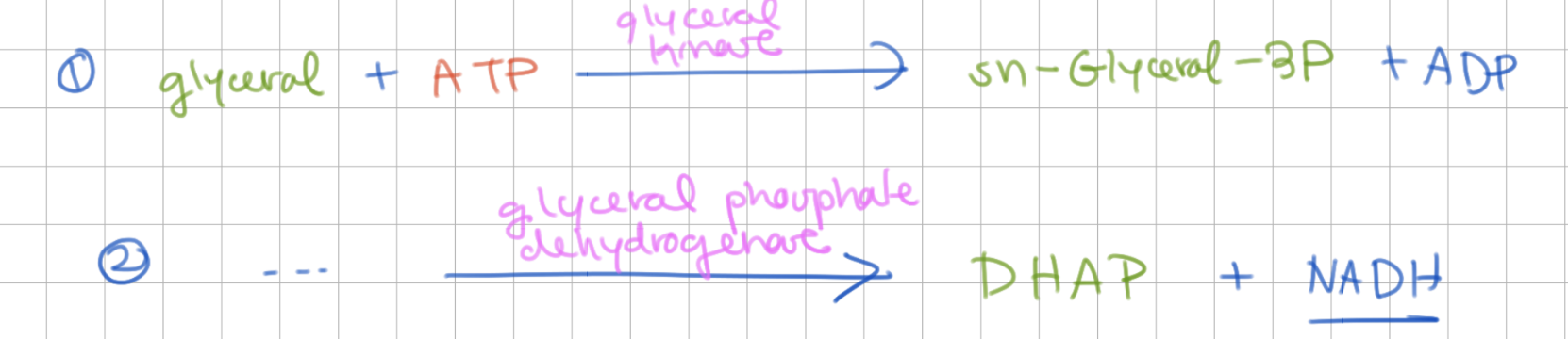 <p>DHAP</p><p></p><p>1) phosphorylate glycerol</p><p>2) redox → DHAP + NADH</p>