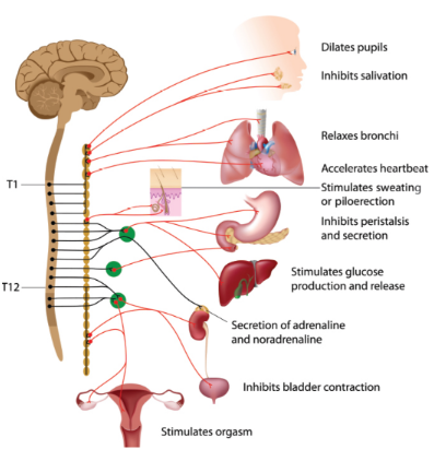 <p>activated by stress; “fight-or-flight”; preganglionic use acetylcholine, postganglionic use norepinepherine</p>