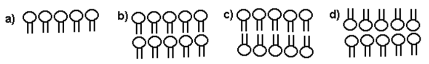 <p>What is the correct organization of phospholipids in a plasma membrane?</p>