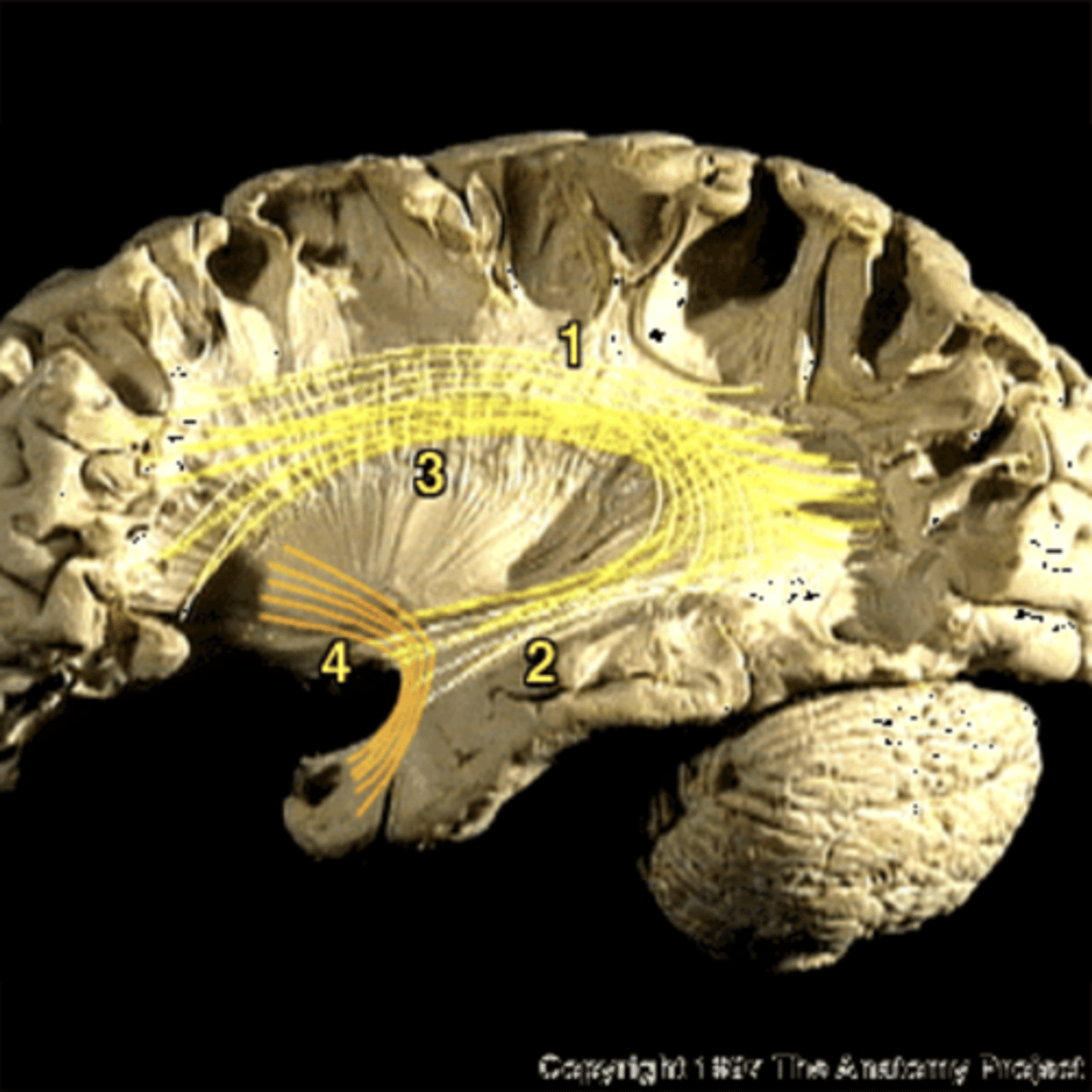 <p>Connects frontal, parietal, and occipital lobes</p>