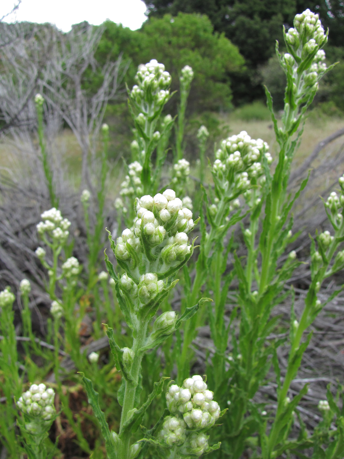 <ul><li><p>Leaves</p><ul><li><p>Mostly narrow, oblong to lance-shaped, with wavy edges</p></li><li><p>May attach directly to stem (sessile)</p></li><li><p>Sometimes with woolly, glandular (sticky) hairs</p></li><li><p>Aromatic</p></li></ul></li></ul><p>asteraceae flower, flowerheads are surrounded by rows of whitish, paper-like phyllaries</p><p>Floral bracts (phyllaries) remain on the plant long after flowering and open outward as they dry and fruit has ripened, appearing like petals</p>