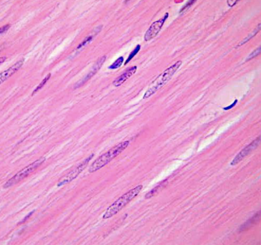 <p><span style="font-size: calc(var(--scale-factor)*11.00px)">Indique característica propia</span></p>