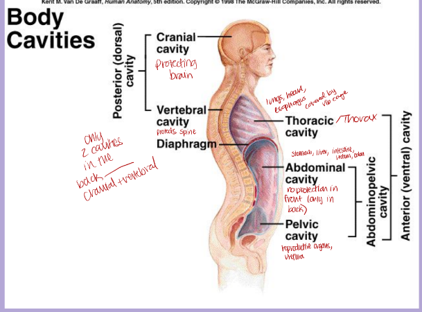 <p>The ventral body cavity houses the visceral organs</p><p>■ The ventral body cavity is divided into the thoracic (lungs, heart, esophagus, covered by ribcage), abdominal (no protection in front just the back—-stomach, liver, intestine, rectum, colon), and pelvic (reproductive organs, urethra) cavities</p>