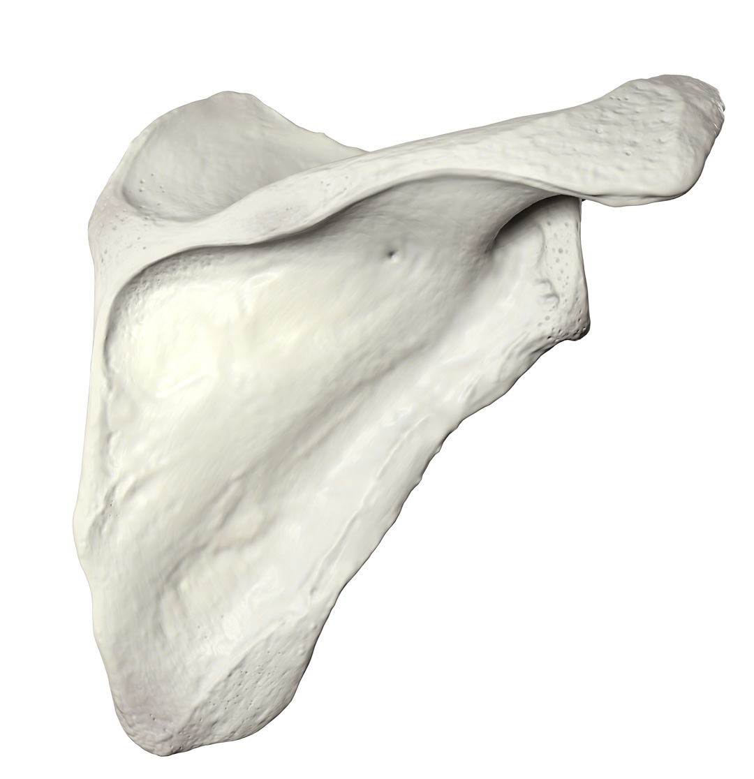 <p>Identify the bone.</p>