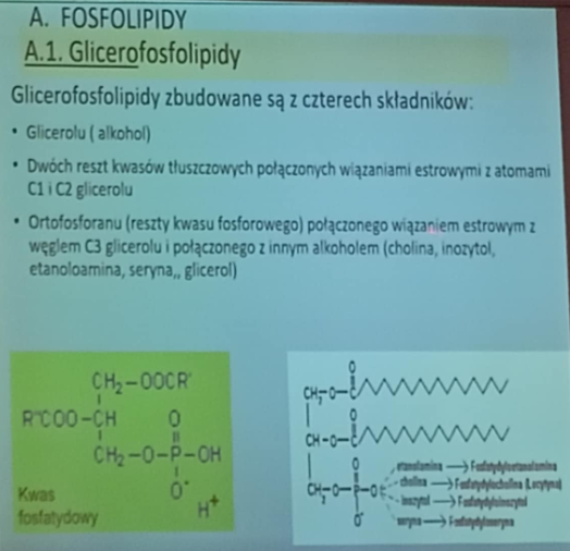 <p>glicerolu (alkohol)</p><p>dwie reszty kwasów tłuszczowych połączonych wiązaniami estrowymi z atomami c1 i c2 glicerolu</p><p>ortofosforan (reszta kwasu fosforowego) połączona wiązaniem estrowym z węglem C3 glicerolu połączonego z innym alkoholem </p>