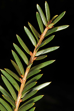 <p>Whose twig is this?</p>