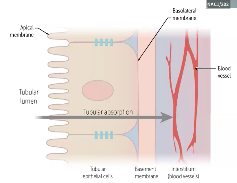 <p>It allows for vectorial (directional) movement of molecules across&nbsp;epithelial cells.</p><p>This transport is bidirectional through epithelial cell layers.</p><p>Lumen → blood and Blood → cells and lumen</p>