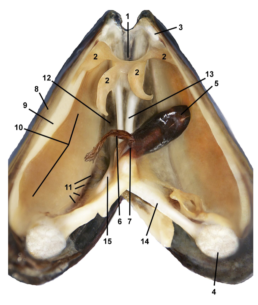 <p>Identify the labeled parts of this dissection</p>