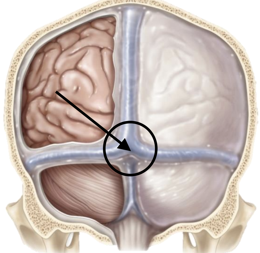 <p>Name the structure</p>