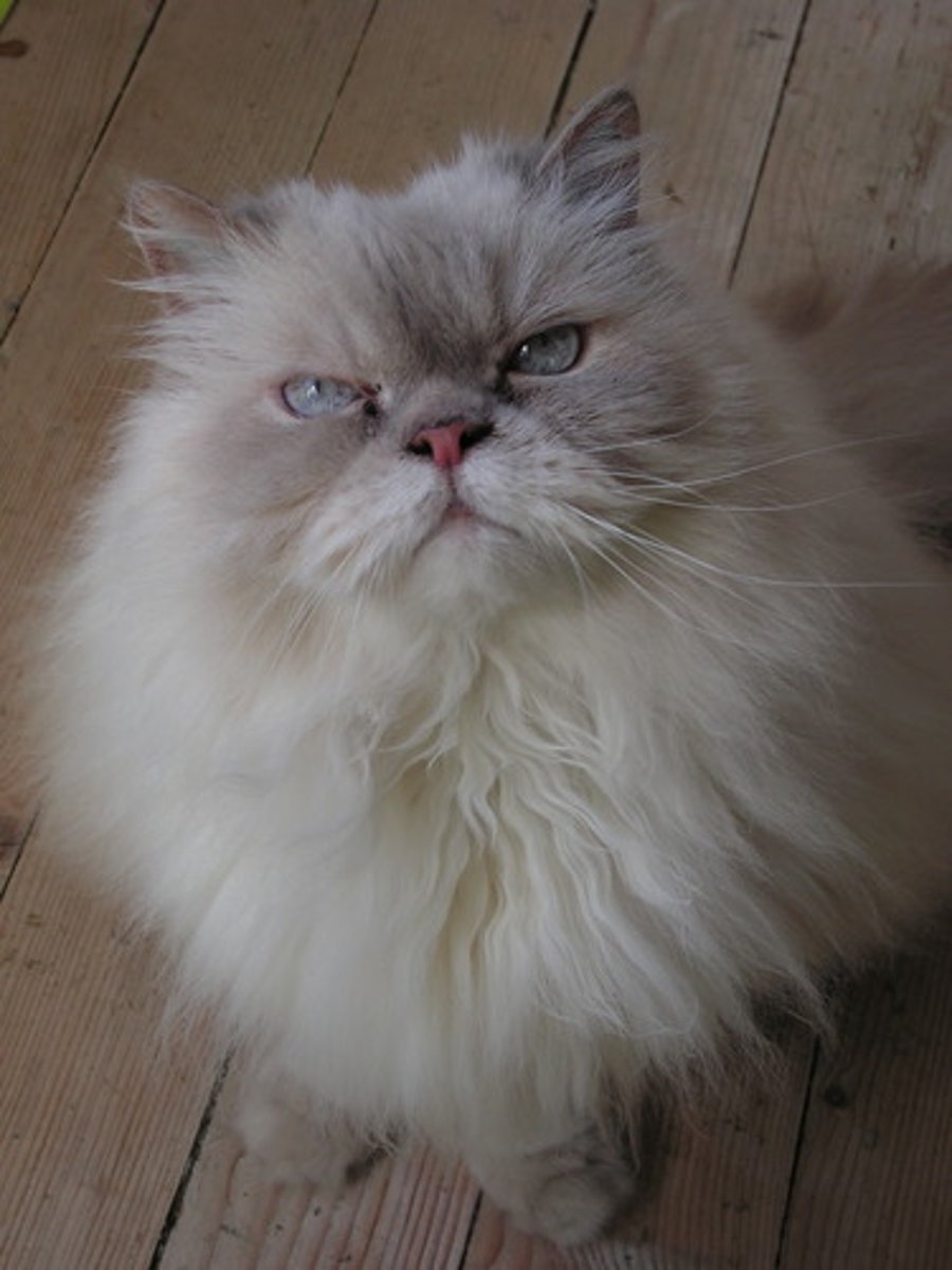 <p>haughty, too convinced of one's own importance</p>