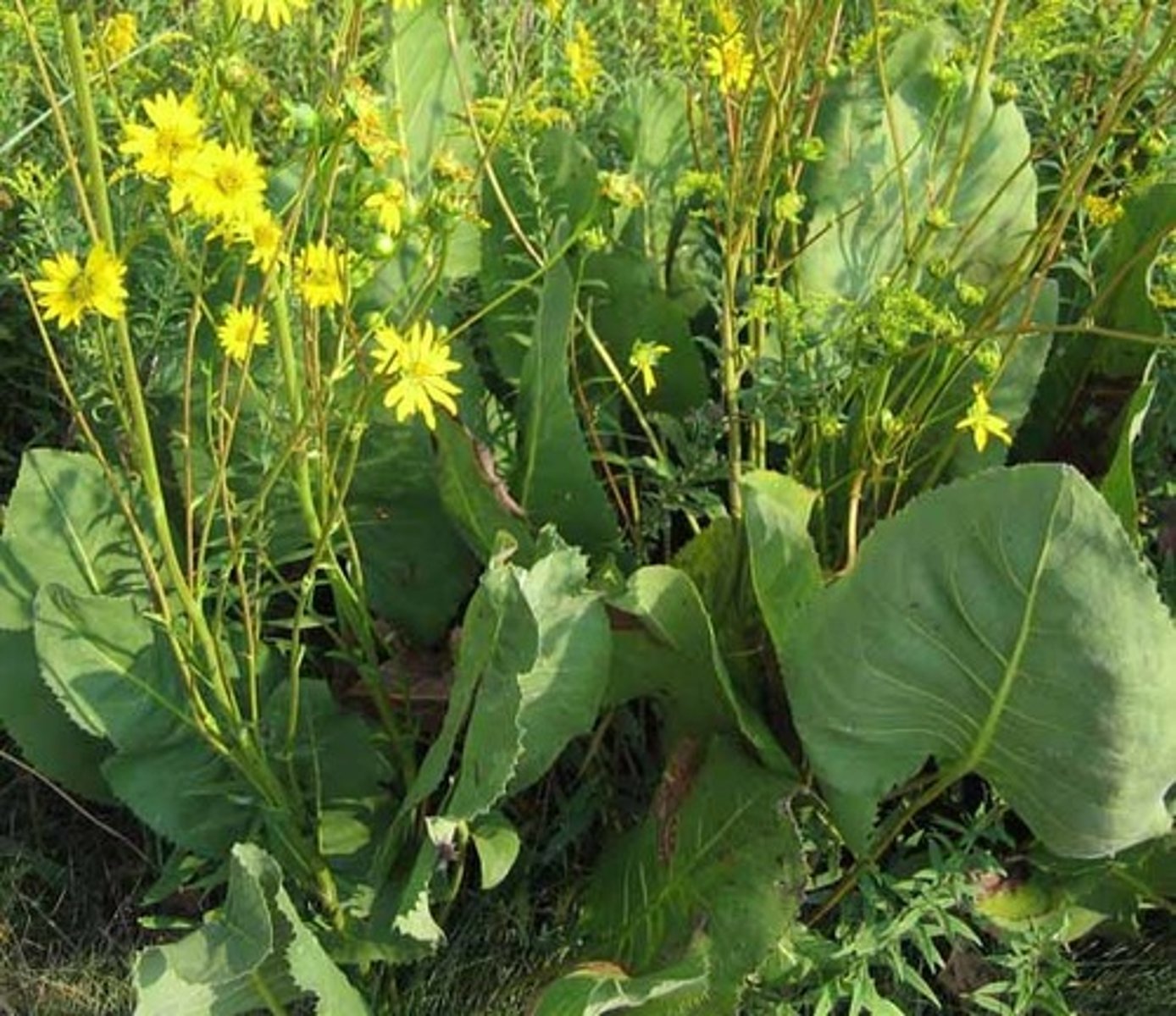 knowt flashcard image