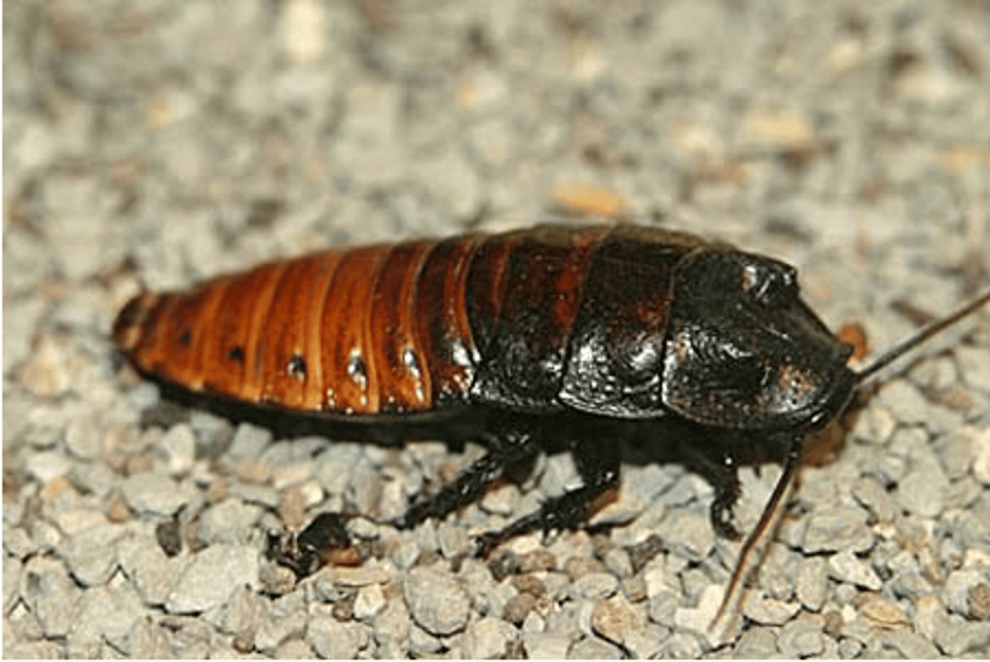 <p>Identify the sex.</p>