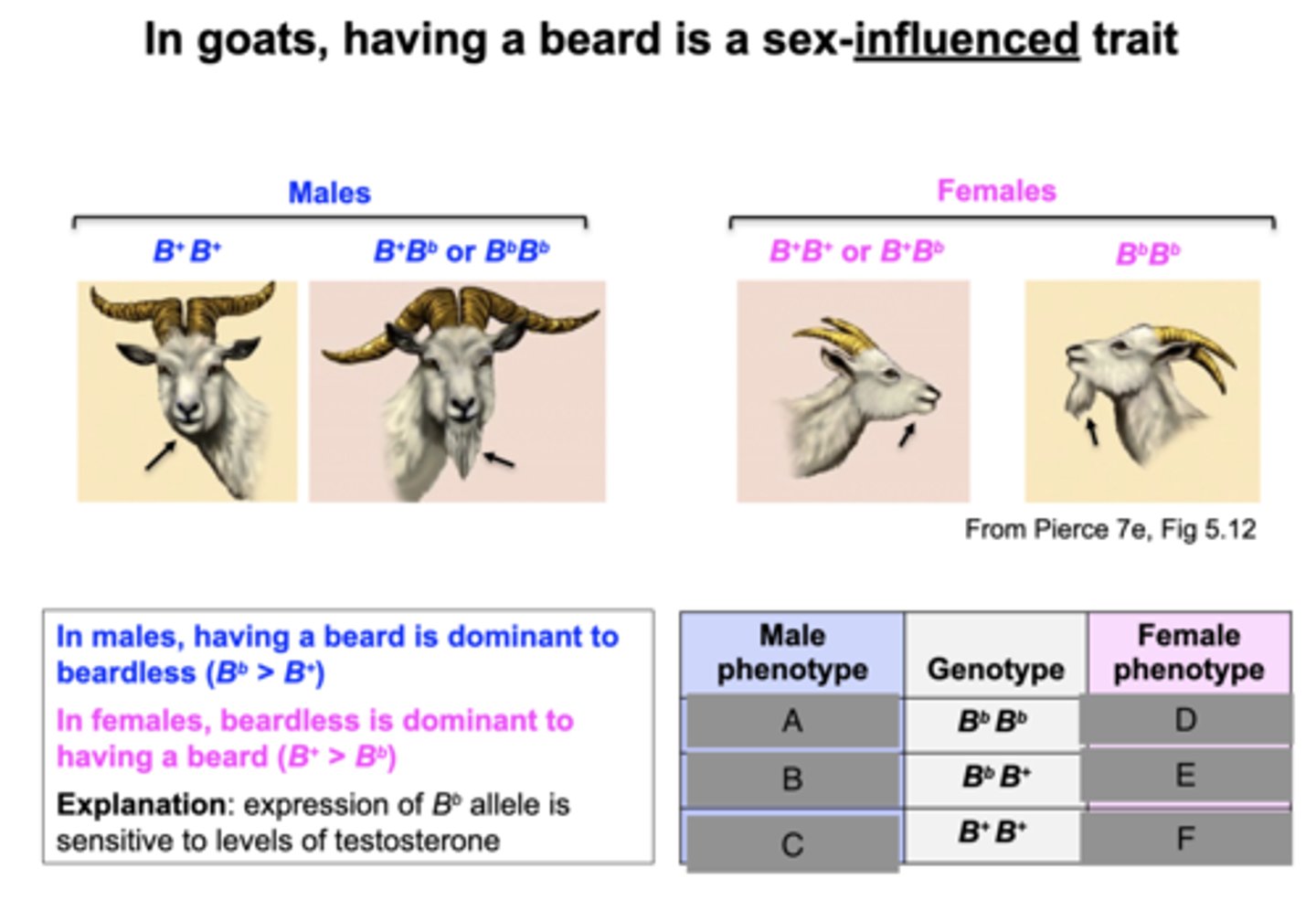 <p>Fill in the chart for the sex-influenced trait</p>