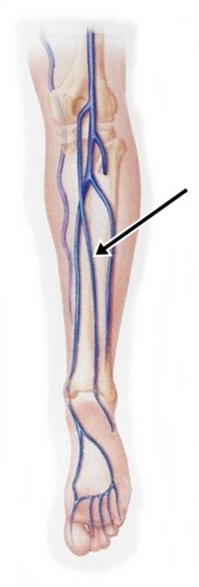 <p>superficial veins that form at the lateral end of the dorsal venous arches; run posterior to the lateral malleolus, ascend along the lateral posterior leg, and empty into the popliteal veins</p>