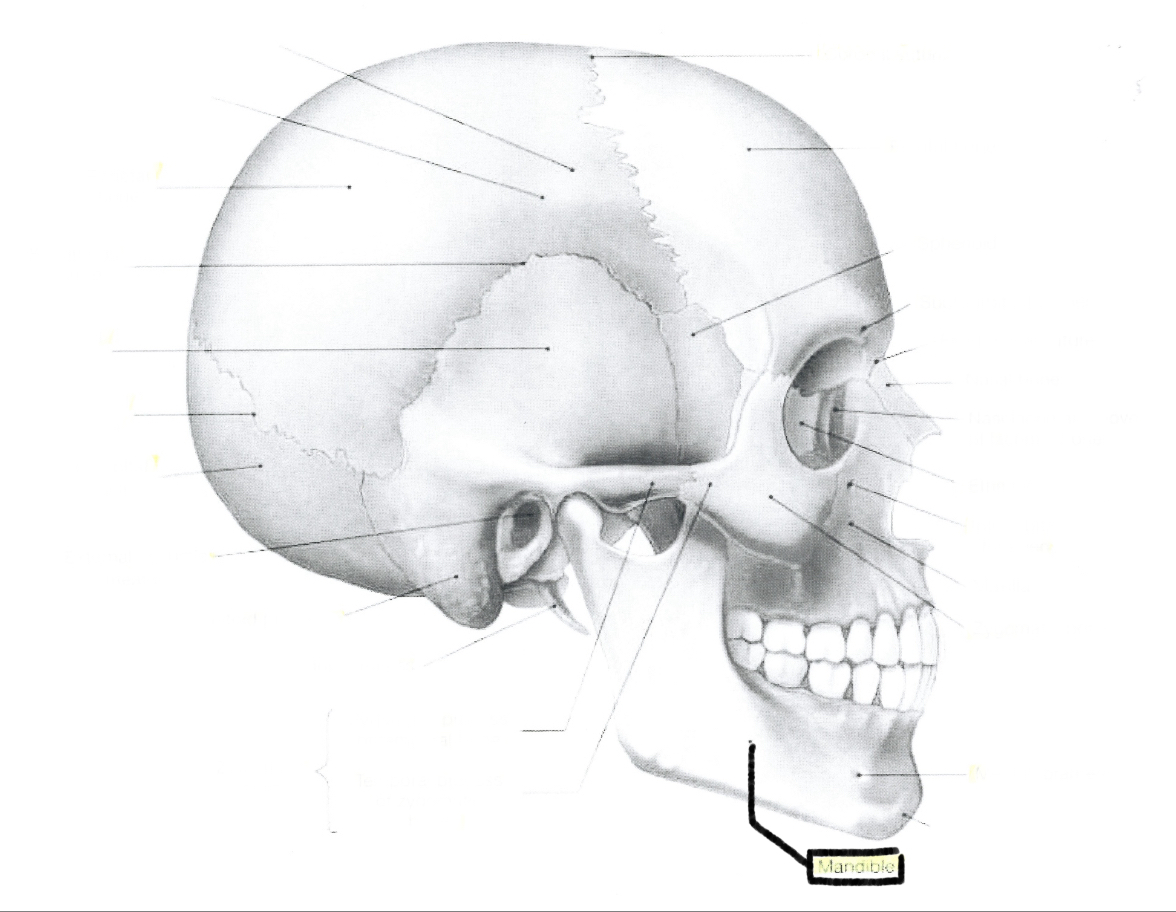 <p>Mandible</p>