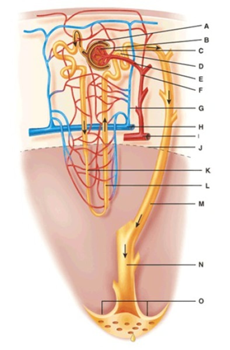 <p>N</p>