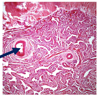 <p>What structure is shown?</p>