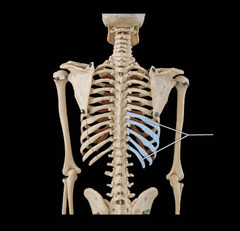 last 5 pairs of ribs; attach indirectly to sternum