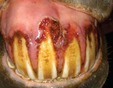 <p>What dental abnormality is this?</p>