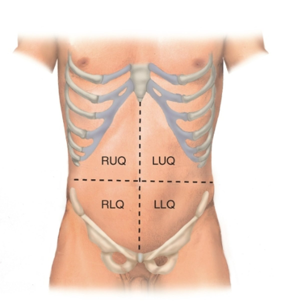 <p>RUQ, LUQ, RLQ, LLQ</p>