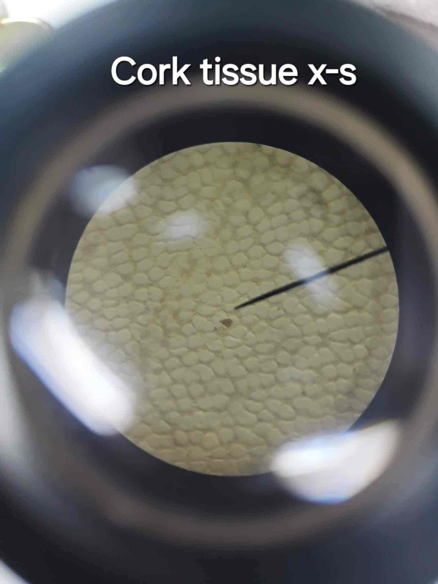 <p>A waxy substance that adds thickness and impermeability to certain cell walls, such as cork cells.</p>