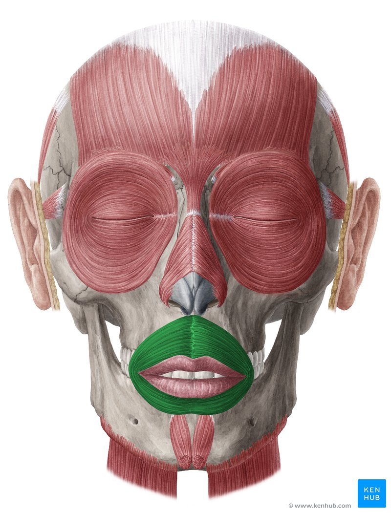 <p>Orgin: Maxilla and mandible </p><p><span style="background-color: transparent;"><span>Insertion: Inserts into muscle and skin at  angles of mouth</span></span></p><p><span style="background-color: transparent;"><span>Action: Closes the lips </span></span></p>