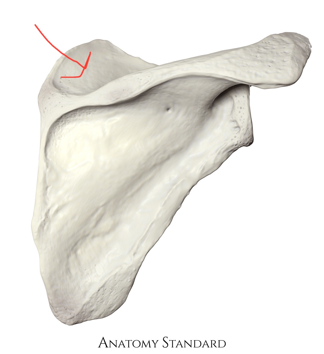 <p>scapula, valley above scapular spine</p>