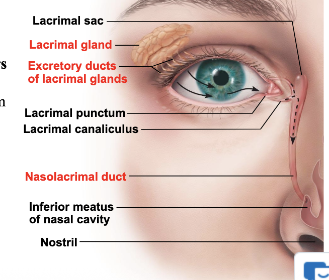 <p>what is <span>Lacrimation?</span></p>